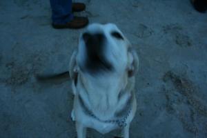 10256831_1496935000527353_8682275178587109479_n